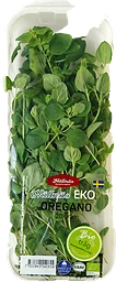 Oregano Eko