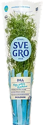 Dill i kruka Ekologisk 1-p KRAV