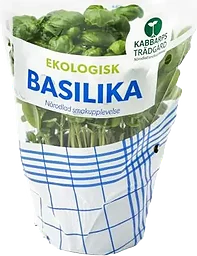 Basilika