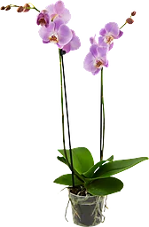 Brudorkidè Phalaenopsis 2 Stänglar