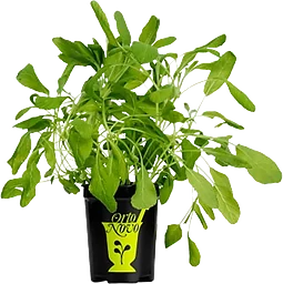 Salvia i kruka 1-p