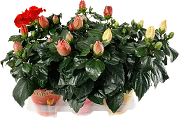 Hibiskus 3-5 grenad 13cm kruka Höjd 30cm varierande färger