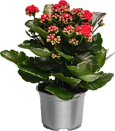 Kalanchoe 10,5 cm glitter