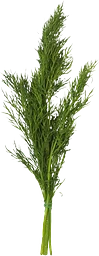 Dill