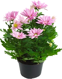 Chrysanthemum