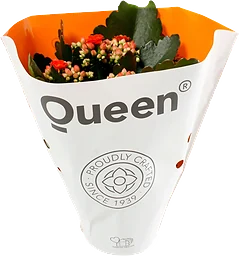 Kalanchoe dubbelblommande 10,5cm kruka Höjd 26cm orange