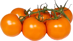 Kvisttomat Orange