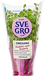 Oregano Eko