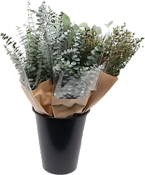 Eucalypthusbukett stor 70 cm