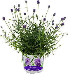 Lavendel Tumbelina