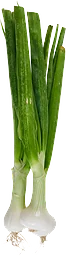 Gul Lök Knippa