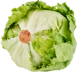 Isbergssallat 1-pack Klass 1