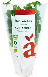 Koriander Eko