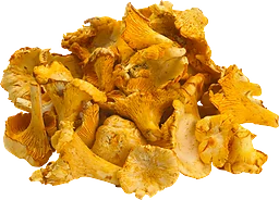 Kantareller