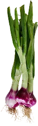 Rödlök Knippe