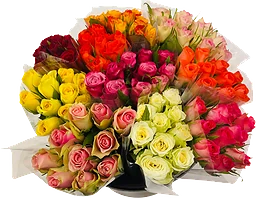 Rosor Ros 10- Pack Korta