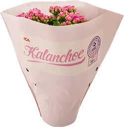 Kalanchoe Queen mix 1-p
