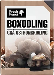 Boxodling Grå Ostronskivling