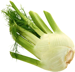 Fänkål Klass 1