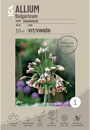 Allium Bulgaricum vit/vinröd