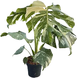 Monstera Thai 12cm