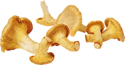 Kantareller