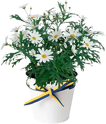 Arrangemang Margerit Student Zink 11cm