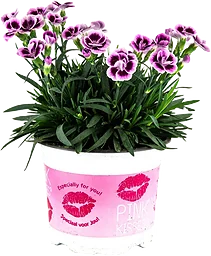 Nejlika i kruka pink kisses