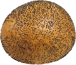 Vallmofralla