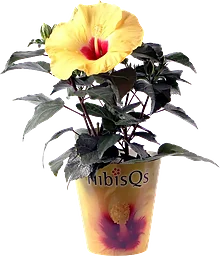 Hibiskus 3-5 grenad 13cm kruka Höjd 30cm varierande färger