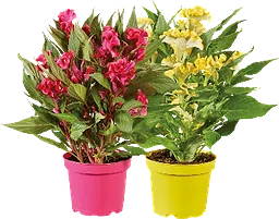Celosia Twisted