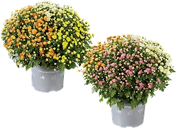 Bollkryss