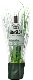Gräslök