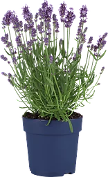 Luktlavendel