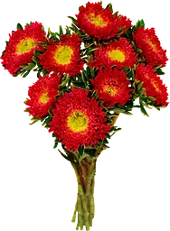 Aster Bunt