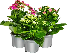 Kalanchoe 10,5cm mix x12