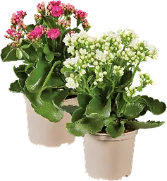 Kalanchoe