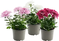 Krysantemum storbl 13cm x8