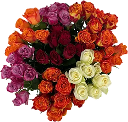 Storblommiga Rosor Fair Trade 50 cm mix
