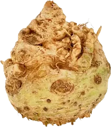 Rotselleri