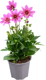 Dahlia 14 cm