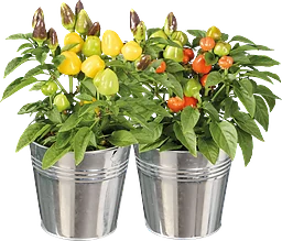 Chiliplanta i zinkkruka