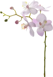 Phalaenopsis 28 cm konstväxt