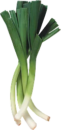 Purjolök