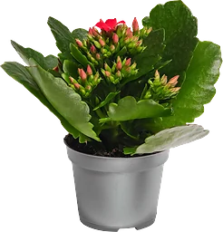 Kalanchoe dubbelblommande mini 6cm kruka Höjd 12cm röd