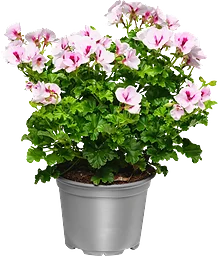 Ängpelargon 12cm kruka Höjd 30cm varierande färger