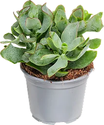 Crassula 12cm kruka Höjd 18cm