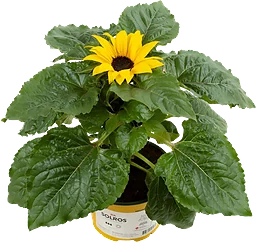 Solros 13 cm