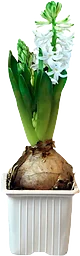 Hyacintlök Vit 1-p