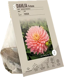 Dahlia decorative Extase Garden